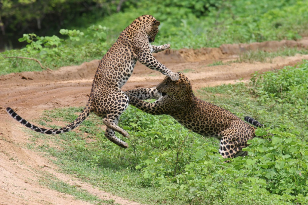 Sri-Lanka-leapord