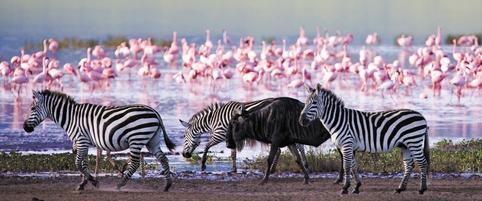 Les Animaux du Safari