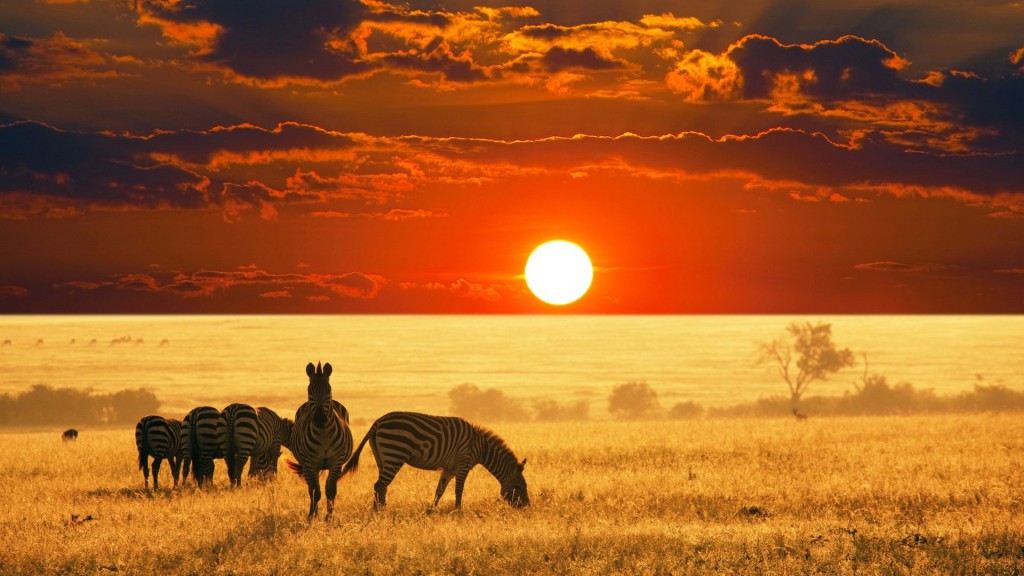 african-safari-sunset
