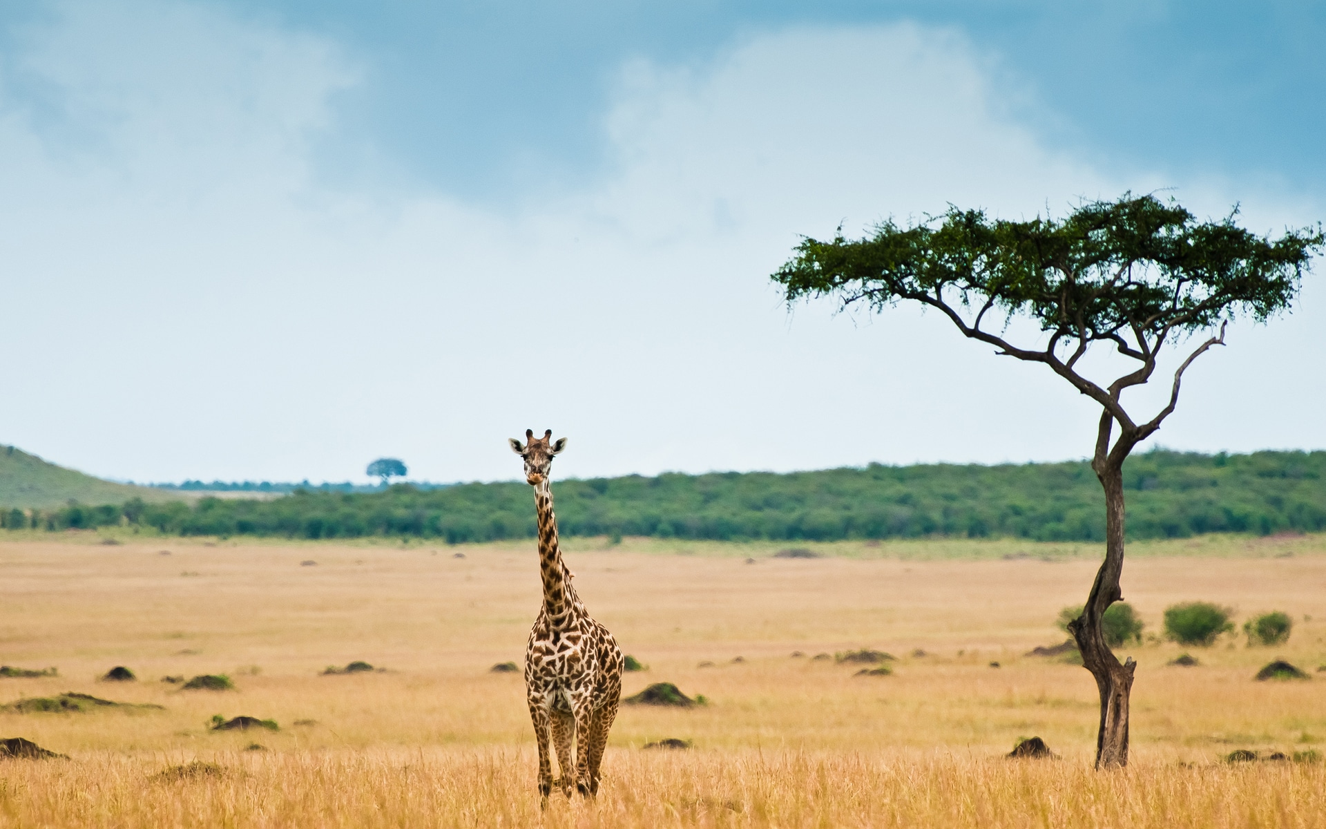 En quoi un safari en Afrique et en réserve privée est-il avantageux ?