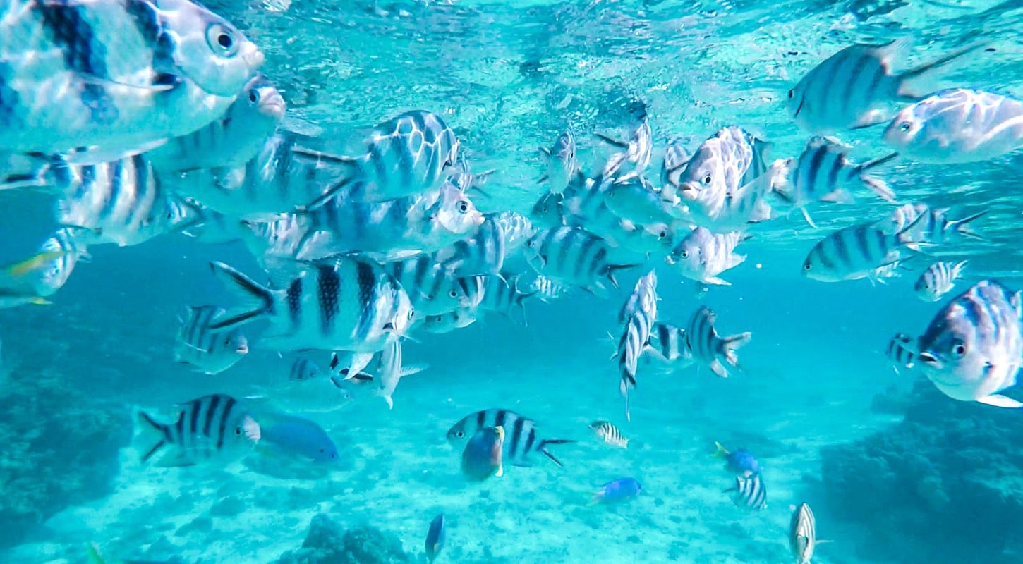 Snorkling à Tahiti