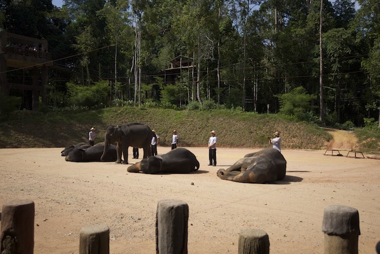 kenyir elephant malaisie