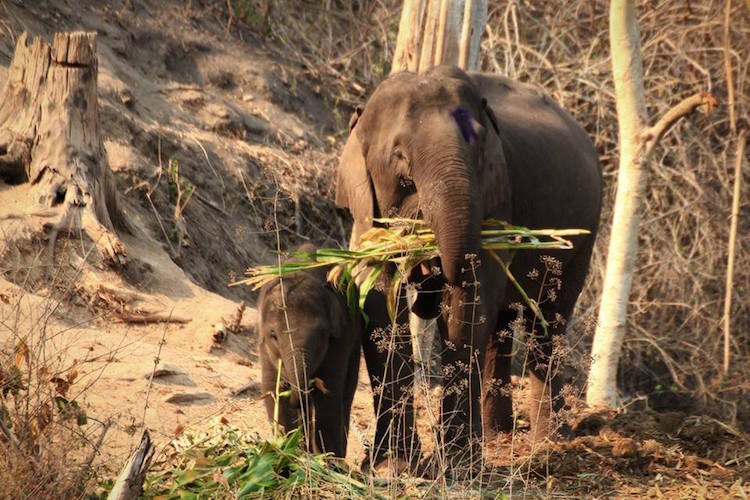 Elephant Sanctuary chiang mai