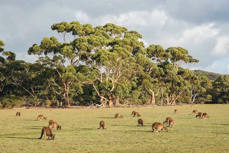 kangaroo-island