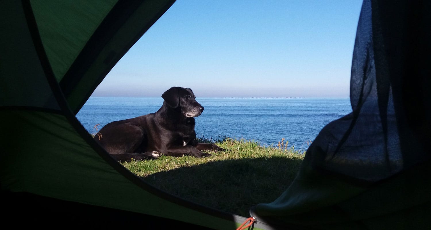 Mon chien au réveil en Turquie