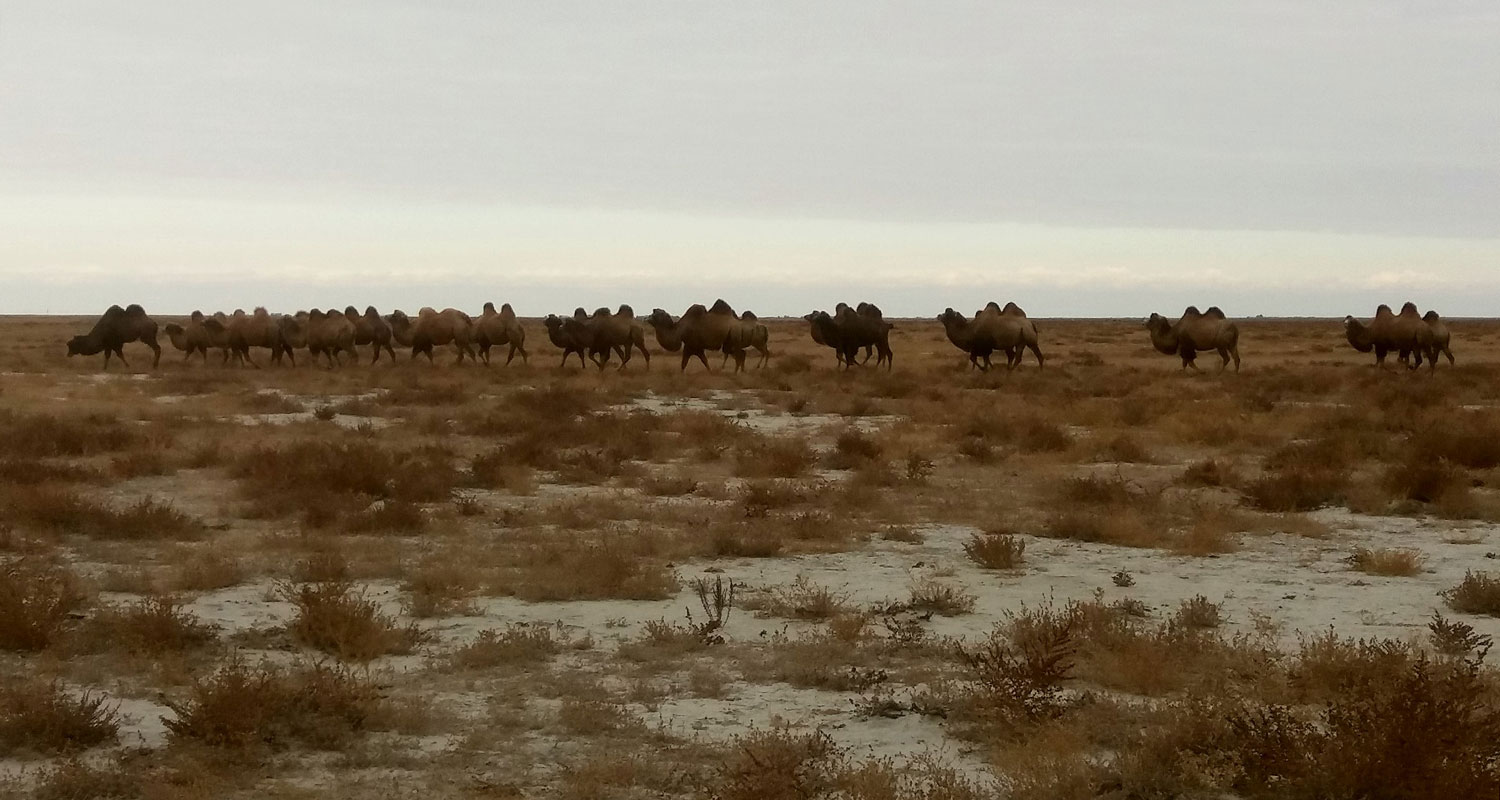 Troupeau de chameau au Kazakhstan 