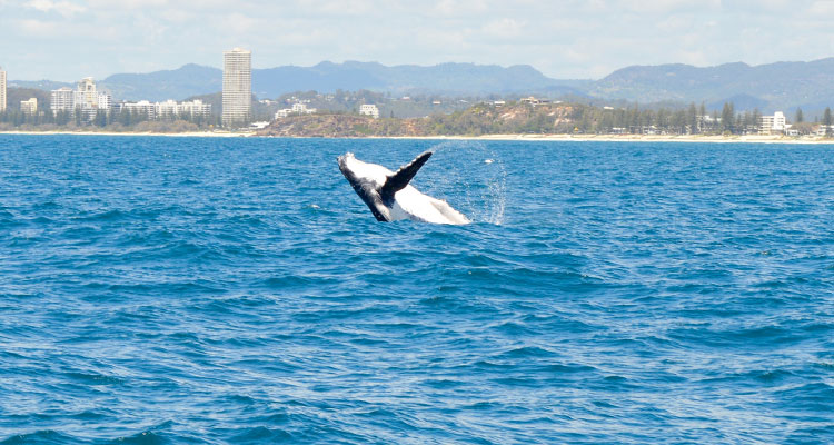 Il faut absolument aller voir la migration des baleines si vous êtes là durant la bonne saison