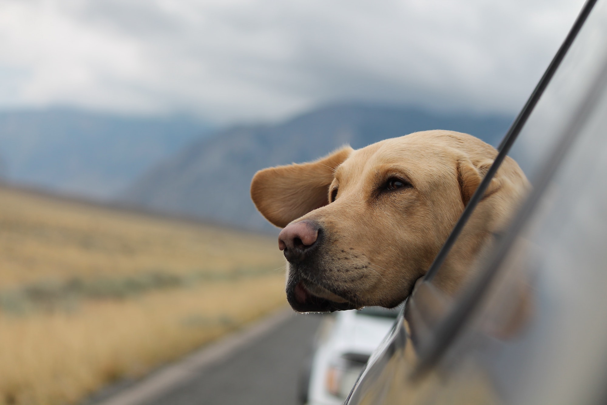 Si le chien est le meilleur ami de l'Homme, c'est qu'il n'a pas eu le choix