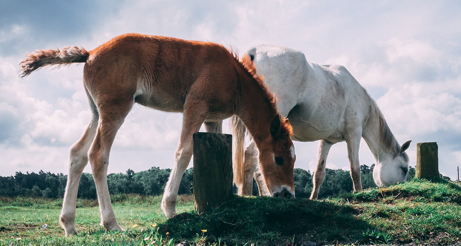 New age Forest en Angleterre est l'un des lieux les plus fous que j'ai pu visiter : 3000 chevaux se baladent librement