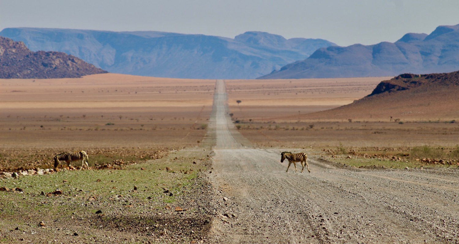  traversée de zèbres en namibie