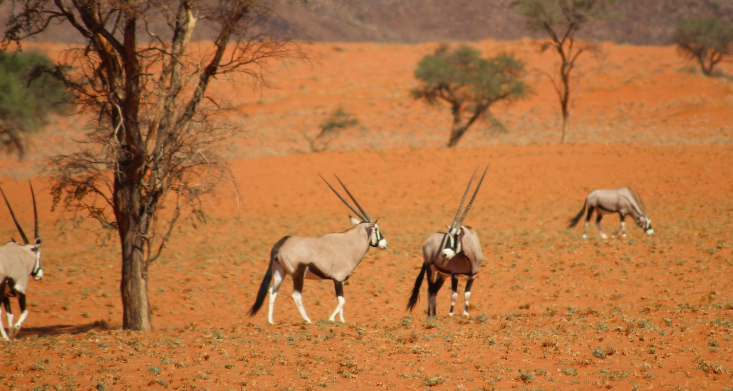 oryx dans le namibrand road trip namibie