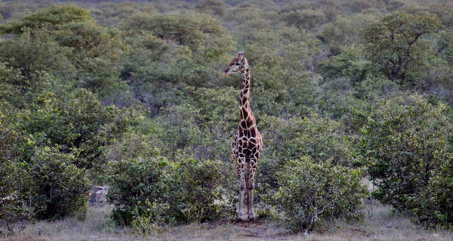 girafe road trip en namibie