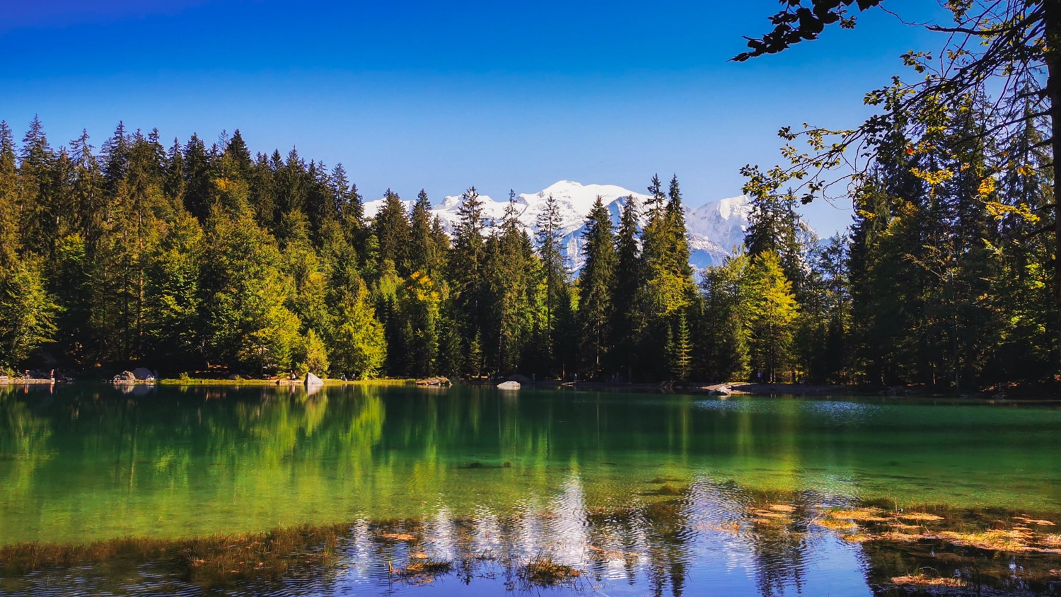 Vue du mont blanc depuis le lac vert