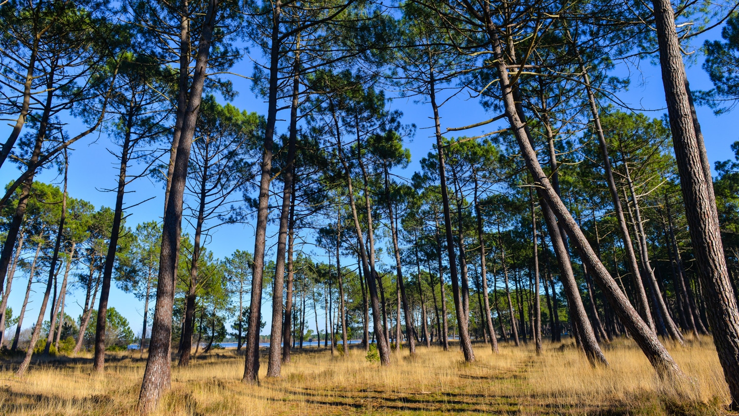 Maritime pines-Landes, France, Europe