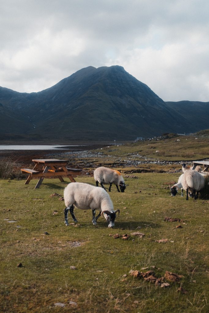 Moutons au bord de l'eau dans le sud de l'île de Skye
