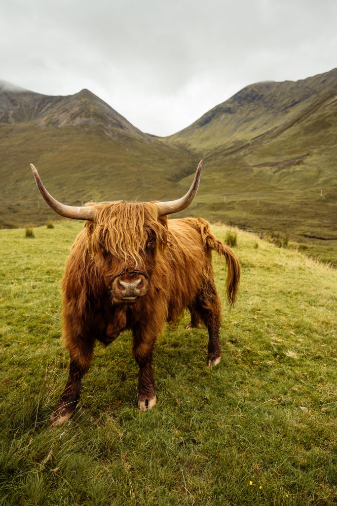 Vache Highland à frange dans les collines de l'île de Skye