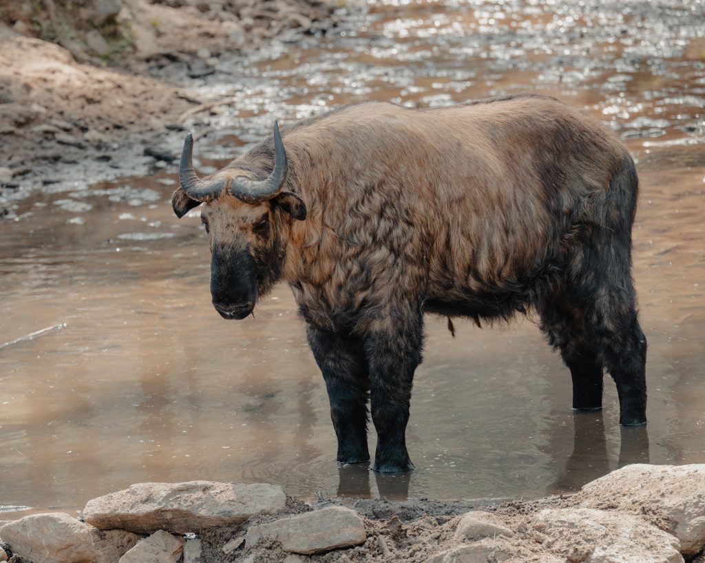 Un takin, l'animal national du Bhoutan, dans la réserve de Motithang à Thimphu